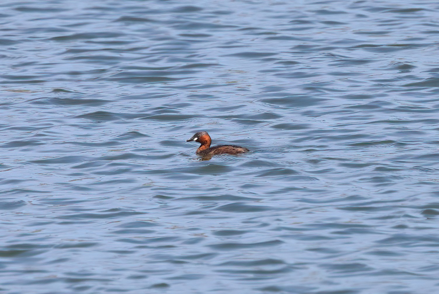 Little Grebe